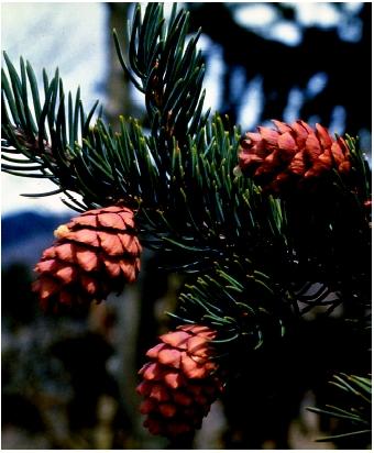 All conifers bear seeds inside cones, woody protective structures.