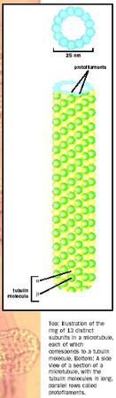 Top: Illustration of the ring of 13 distinct subunits in a microtubule, each of which corresponds to a tubulin molecule. Bottom: A side view of a section of a microtubule, with the tubulin molecules in long, parallel rows called protofilaments.