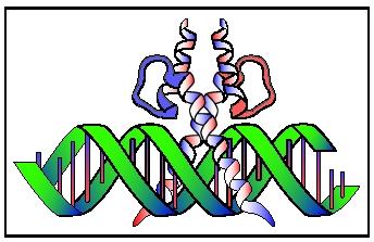 A helix-loop-helix dimer bound to DNA.