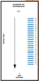 Figure 1. DNA strands can be separated according to length by acrylamide gel electrophoresis.
