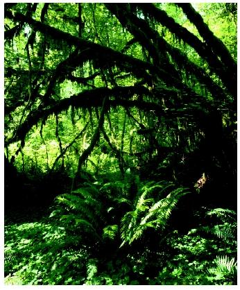 A temperate rain forest. Rain forests have more organisms per square meter than any other ecosystem.