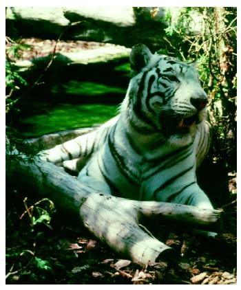 A white tiger (Panthera tigris) in a zoo. For some species, the only feasible way to preserve the species is to bring all the remaining individuals into captivity.