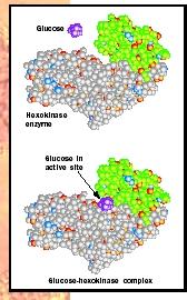 Figure 1. The active site is a groove or pocket on the enzyme surface, into which the substrate (here, a glucose molecule) binds and undergoes reaction.