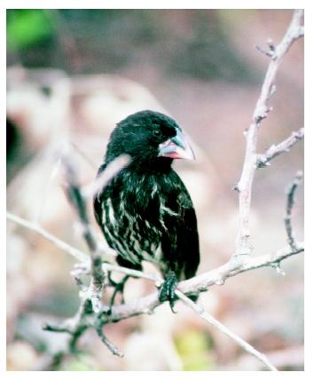 A cactus finch in the Galapagos Islands, where Charles Darwin began to formulate his theory of evolution. Darwin observed that regions isolated from each other often had different but similar species.