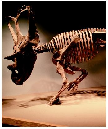 A dinosaur skeleton on display at the Royal Terrell Museum in Dinosaur Provincial Park in Alberta, Canada.