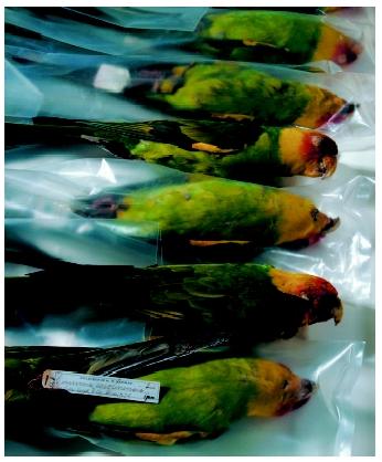 Carolina parakeets collected in 1870 and housed in the British Museum of Natural History in Tring, England. Many of these birds were shot becaue they were eating fruit crops. Within a few decades, the species was extinct.