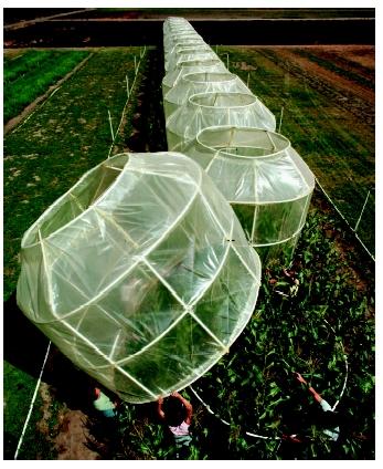 Agronomists place a plastic greenhouse over crops that will be exposed to simulated rain with varying pH levels. The greenhouse provides a closed environment that will allow scientists to assess the plants' reaction to the rain.