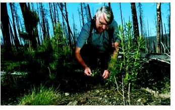 A plant ecologist measures lodgepole pine seedling growth in Yellowstone National Park in Wyoming. Seven years after the fire of 1988, there were ten times as many seedlings in the area than before the fire.