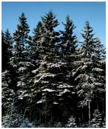 Boreal forests are dominated by species of spruce, fir, pine, larch, birch, and aspen.