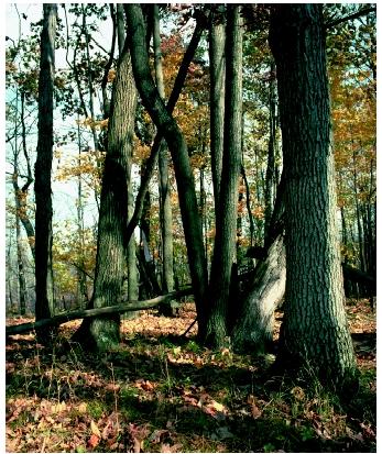 A temperate forest in autumn. The central deciduous oak-hickory forest is just one of the six main North American temperate forest groups.