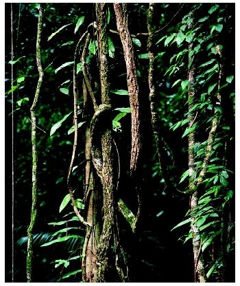Moss-covered lianas in the Daintree National Park in Queensland, Australia.