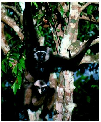 An Agile gibbon (Hylobates agilis) with a baby in a Borneo rain forest.
