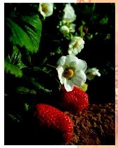 A strawberry plant with blossoms and fruit. The true fruit of the strawberry is not the fleshy tissue but the tiny seedlike achenes on the surface of the berry.