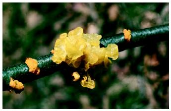 Dark yellow Witches' Butter (Tremella species) jelly fungus.