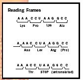 Figure 1. The genetic code reads codons of three bases each and builds a chain of amino acids accordingly.