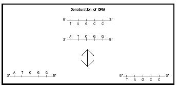 Figure 1. Denaturation uses heat or chemicals to separate the two strands of DNA in the double helix. Hybridization experiments begin by denaturing different DNAs, and then allowing them to reassemble.