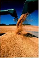 A wheat harvest in Polouse Valley, Washington. Wheat is the top food crop consumed by humans.