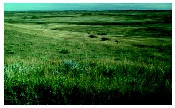 A Montana grassland. Temperate grasslands—also known as prairies—have cold winters and warm to hot summers.