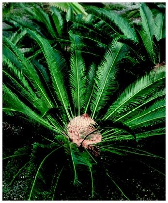 A cycad. Most cycads superficially resemble ferns, but they differ in that they develop distinctive male and female cones.