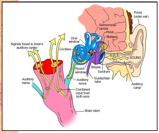 Anatomy of the human ear and the hearing process.