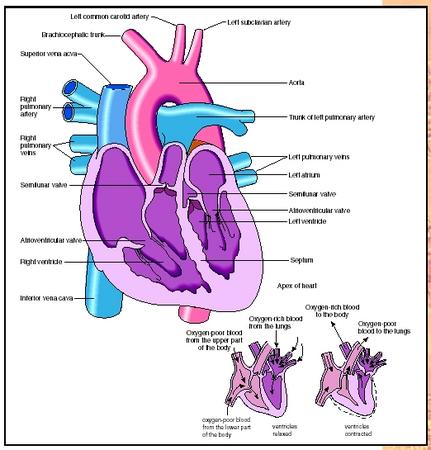 Anatomy of the human heart.