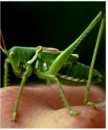 A katydid. Insects are distinguished by having three major body segments (head, thorax, and abdomen), with three pairs of legs attached to the thorax.