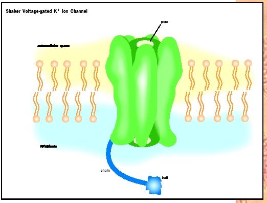 The shaker-type voltage-gated potassium channel of nerve and muscle provides a good example of the parts of the ion channel.