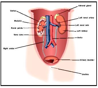 Location and gross anatomy of the human kidneys. Blood enters the kidney via the renal artery, and almost all of it leaves the kidney through the renal vein. The kidney removes excess ions, water, and other molecules, which are excreted through the ureters as urine.