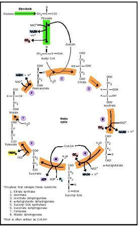 The series of reactions that make up the Krebs cycle.