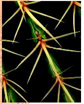 Many leaves, like the spines of this cactus, take different shapes and may have special functions.