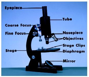 A compound light microscope.