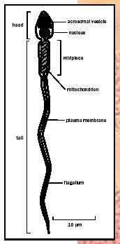 Anatomy of the human sperm.