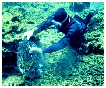 A marine biologist inspecting a coral reef in Indonesia that has been damaged by illegal fishing practices.