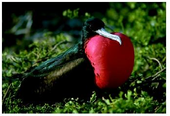 A male frigate bird with its throat pouch inflated to attract females.