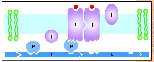 Membrane proteins can be integral (I) or peripheral (P), determined by their amino acid structure. Peripheral proteins bind to integral proteins and to cytoskeletal proteins (L).