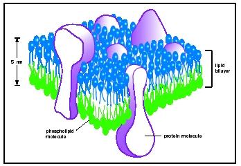 Three-dimensional view of a cell membrane.