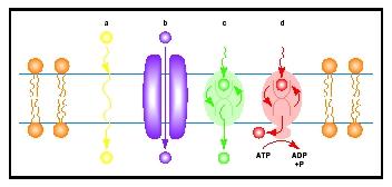 Figure 1. Modes of membrane transport. a) Some solute molecules can diffuse unassisted through the lipid bilayer. b) Certain solute molecules can diffuse though the aqueous pore of a specific channel protein. c) Reciprocating transporters can convey selected solute molecules across the bilayer by means of a fluctuating change in their shape. d) The energy released by the breakdown of ATP molecules can be coupled by a transport protein to pumping specific solute molecules against their concentration gradient.