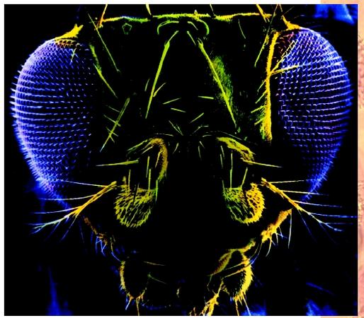 Scanning electron micrograph of the head of a fruit fly (Drosophila melanogaster).
