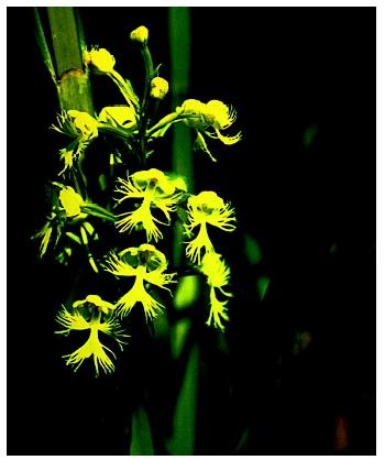An Eastern prairie fringed orchid (Plantanthera leucophaea), a type of monocot.