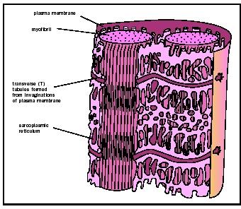 Microstructure of a muscle cell showing the close association of the sarcoplasmic reticulum and the myofibrils.