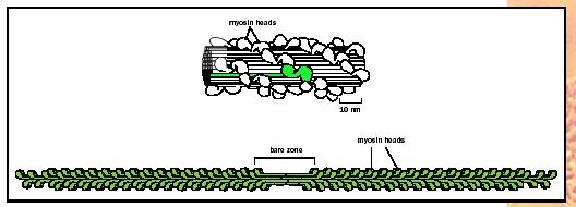 Myosin heads in a myosin thick filament cluster to the outside, with the tails lining up inside. The heads on either end point in opposite directions. During muscle contraction, the heads pull actin filaments together toward the center bare zone, contracting the muscle fiber.