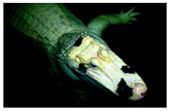 A white American alligator shows a genetic mutation known as leucism. This allele controls migration of pigment cells during development; absence in cells leads to white patches on the skin.
