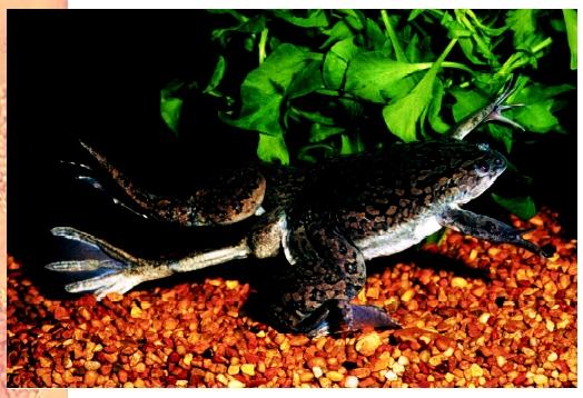 An African clawed frog (Xenopus laevis), mutated, with three hind legs.