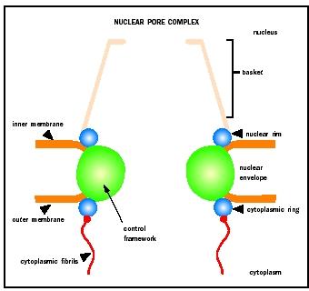The structure of the nuclear pore complex.