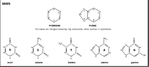 The molecular structures of the five nitrogenous bases.