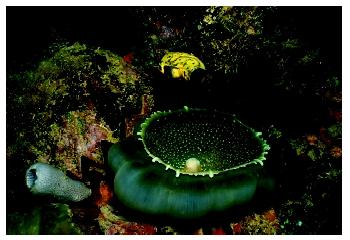 The anemone, tunicate, oyster, and sponge are examples of benthic fauna at the bottom of a lagoon in the Truk Islands.