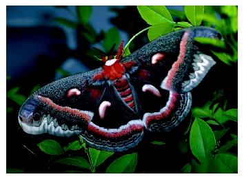 Female Cecropia moths broadcast a pheromone that serves as an attractant for flying males.