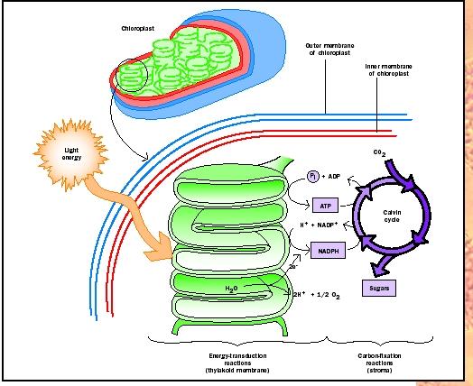An overview of the photosynthetic process.