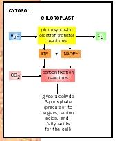 Photosynthesis in a chloroplast.