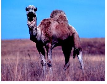 An African dromedary. Animals adapted to hot and dry environments have mechanisms for minimizing water loss while surviving the heat.